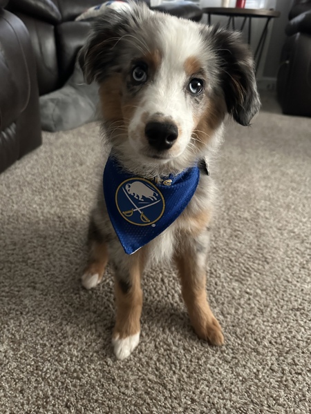 Levi