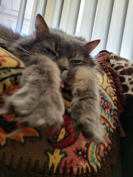 Ollie