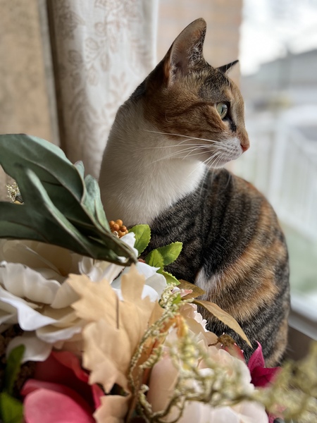 Freyja