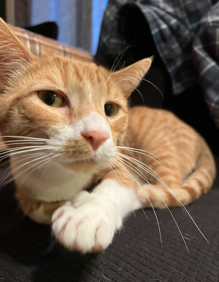 Odin “Odie”