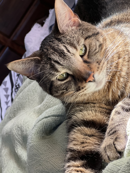 Shemp