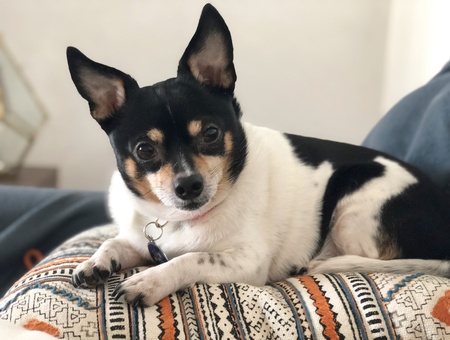 Lil’ Chompy