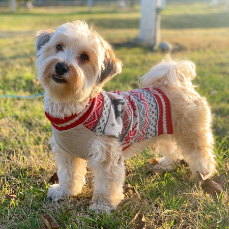 Finn