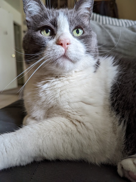 Bobo