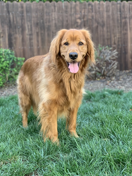 Vada