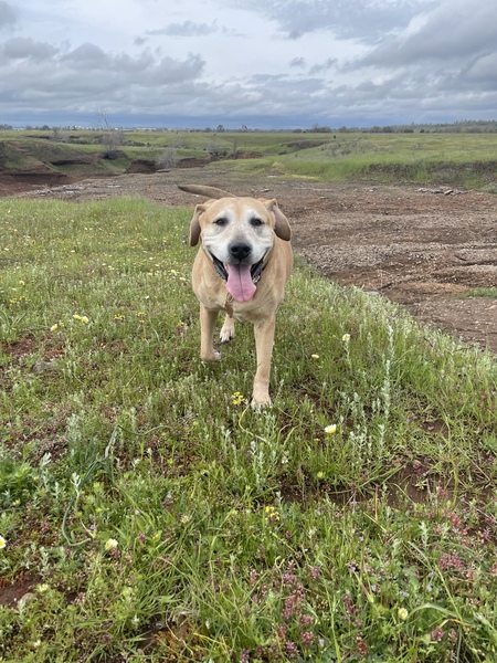 Lyla 