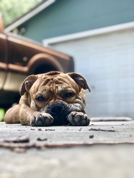 Winston
