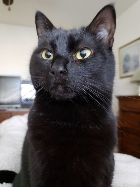 Ollie