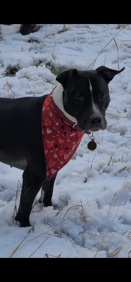 Nova