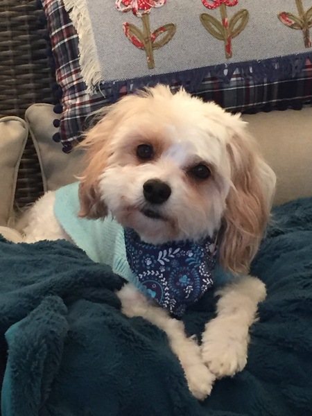 Gracie