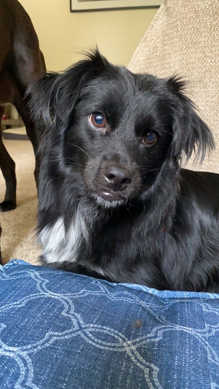Georgie Pedro 