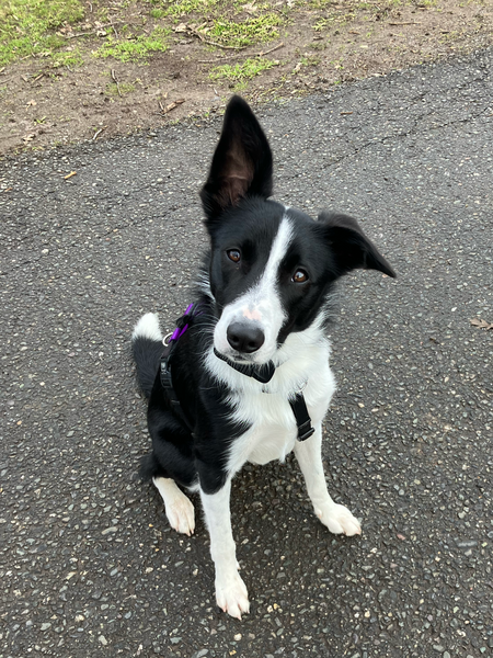 Mika