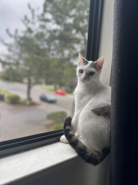 Tailz