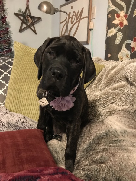 Mabel