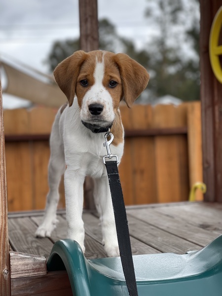 Nash