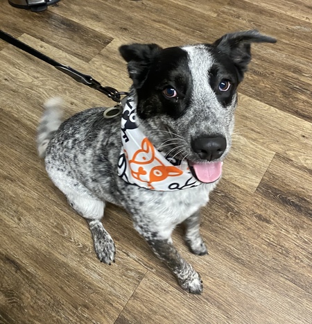Oreo