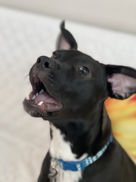Otto 