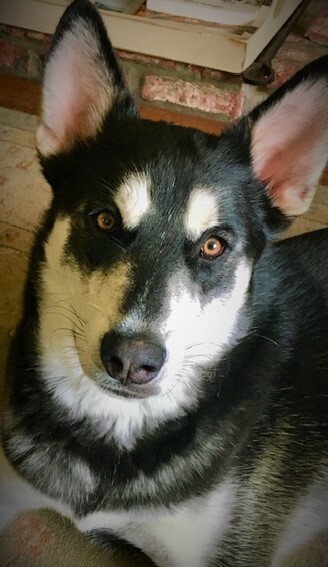 Kody Bear