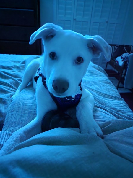 Sam