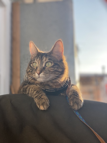 KitKat