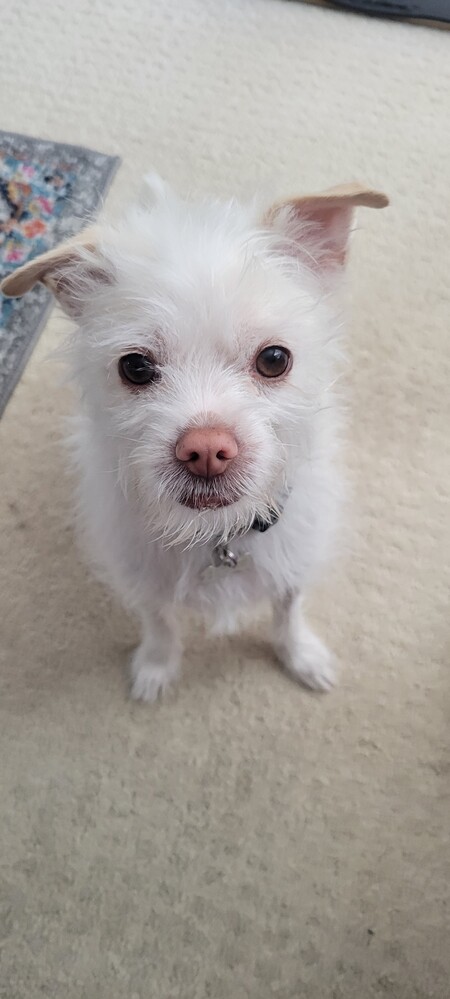 Pierre