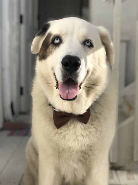 Hank