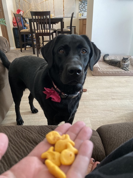 Belle