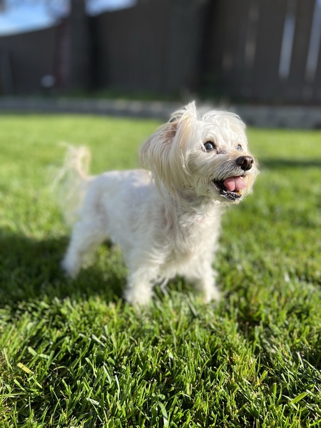 Bailey