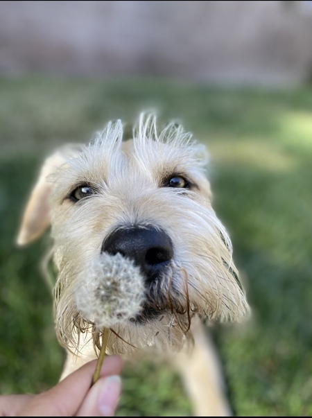 Yoshi