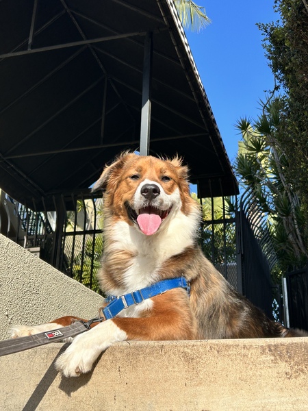 Leo