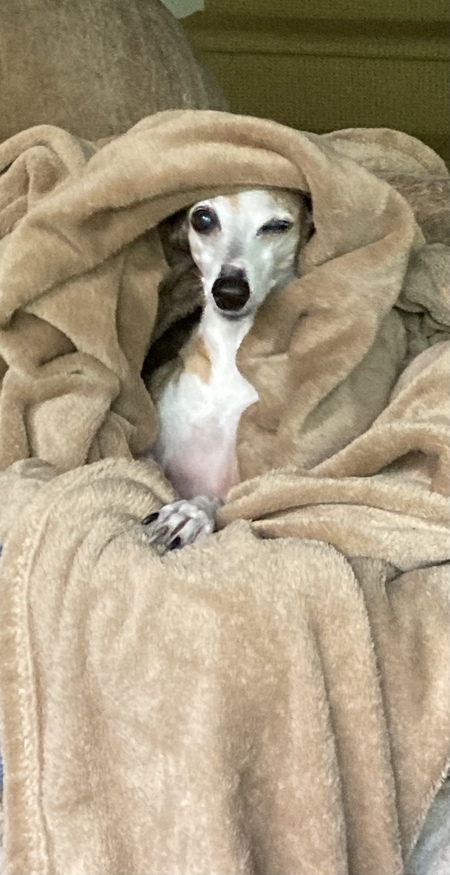 SCHATZI 