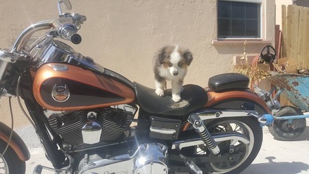Harley 