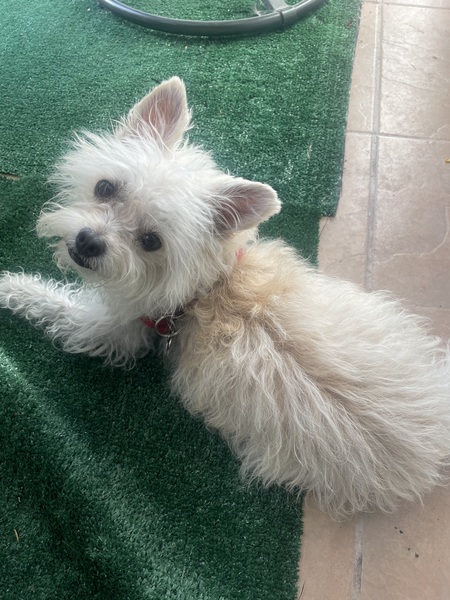 Frankie