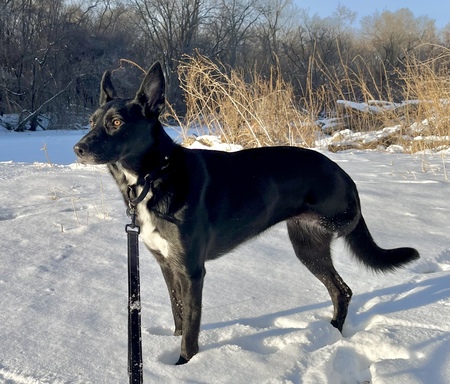 Koa