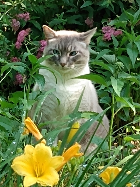 Simon