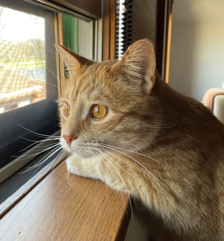 Lou (aka “The Chop”)
