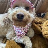 Entry image for Irish