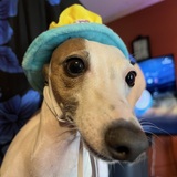 Entry image for Bella