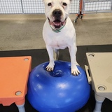 Entry image for Paul Newman