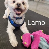 Entry image for Lamb