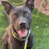 Entry image for Nera