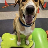 Entry image for Patches