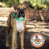 Entry image for Nacho