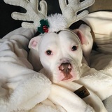 Entry image for Lexi