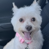 Entry image for Snow