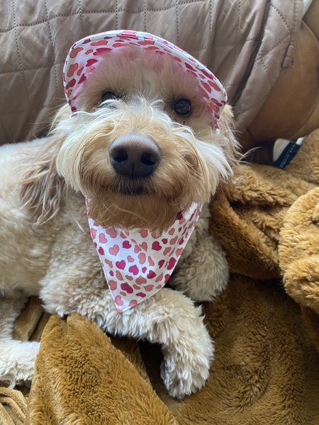 Entry image for Irish. Clicking this image will show a larger photo