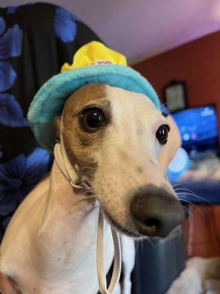 Entry image for Bella. Clicking this image will show a larger photo