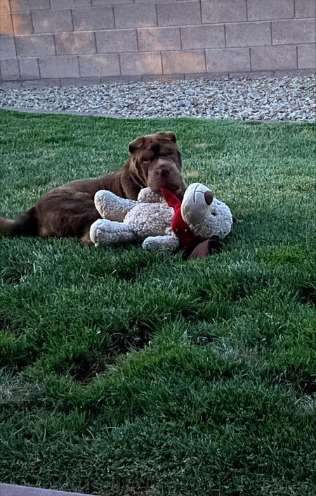 Entry image for Bentley . Clicking this image will show a larger photo