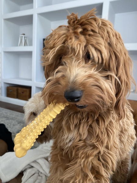 Entry image for Dan-Dan. Clicking this image will show a larger photo