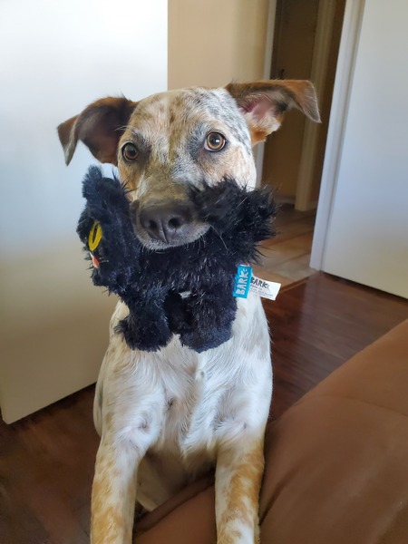 Entry image for Dotti. Clicking this image will show a larger photo